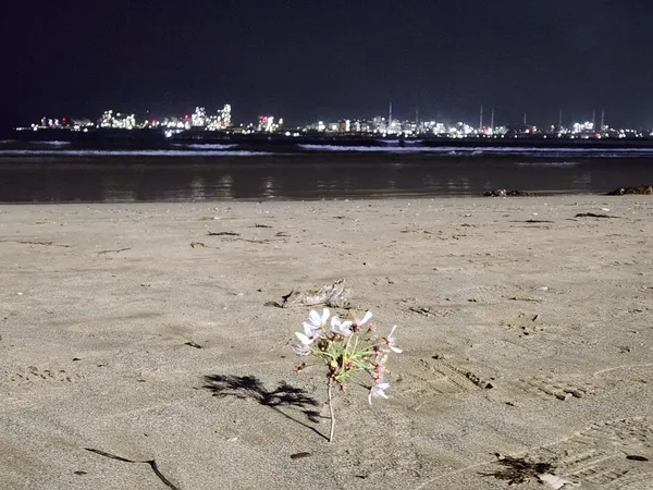 Korean seoul-nights & sea & cherry-blossom & flower aesthetic wallpaper for phone