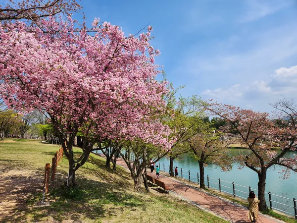 Korean cherry-blossom & river & park & nature aesthetic wallpaper for phone