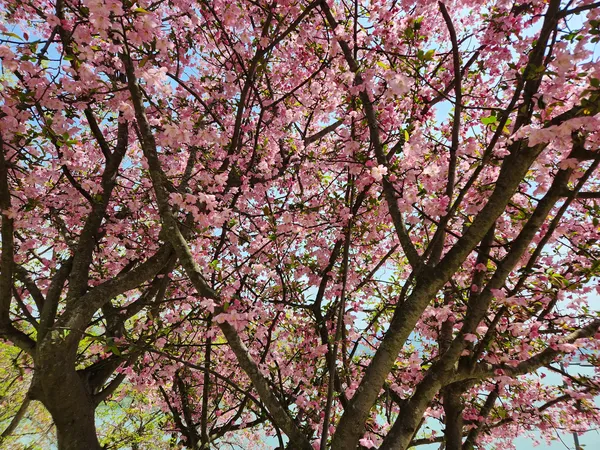 Korean cherry-blossom & nature & flower & aesthetic aesthetic wallpaper for phone