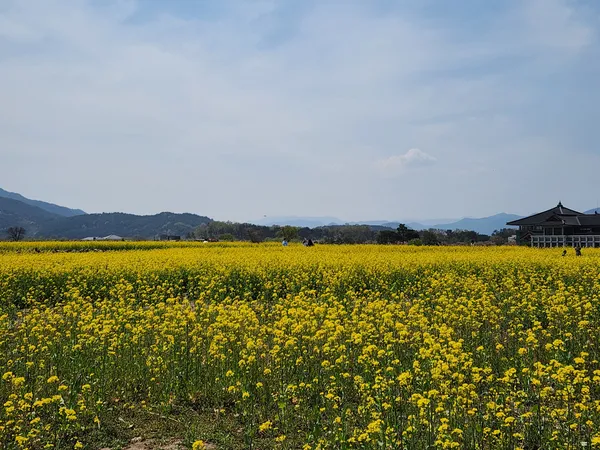 Korean nature & flower aesthetic wallpaper for phone