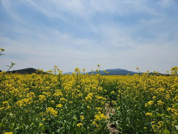 Korean nature & flower aesthetic wallpaper for phone