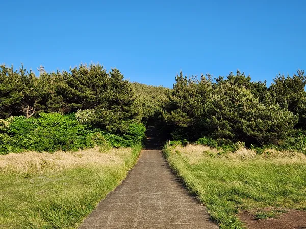 Korean nature & forest & aesthetic aesthetic wallpaper for phone