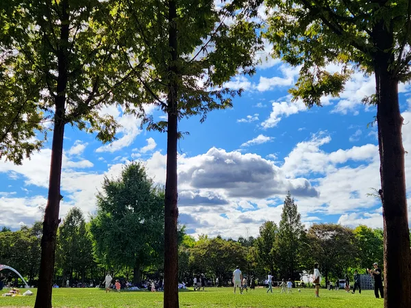 Korean nature & park & forest aesthetic wallpaper for phone