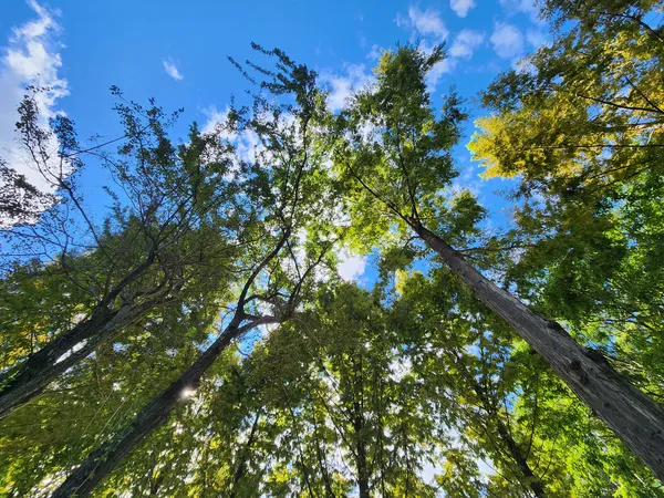 Korean nature & forest & aesthetic aesthetic wallpaper for phone