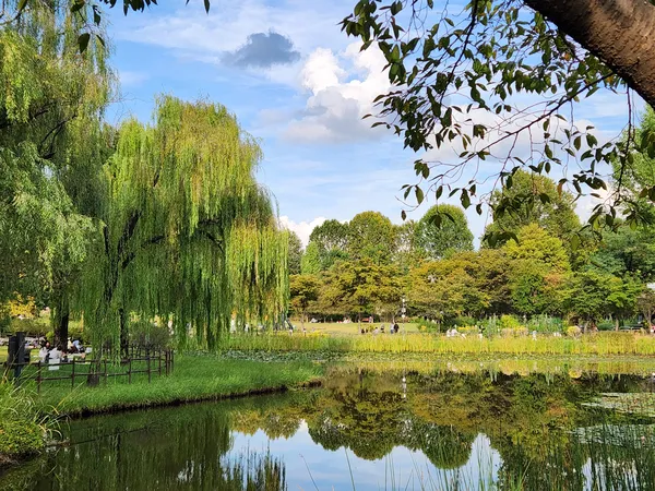 Korean nature & park & river & forest aesthetic wallpaper for phone