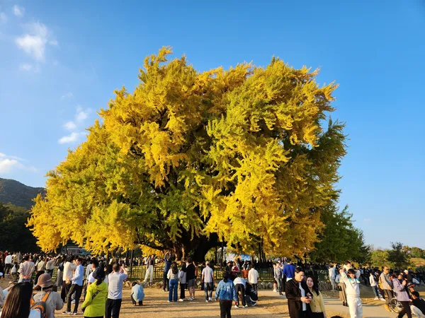 Korean nature & autumn & aesthetic aesthetic wallpaper for phone