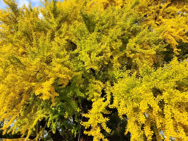 Korean street & autumn & nature aesthetic wallpaper for phone