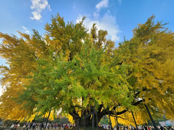 Korean nature & autumn & forest aesthetic wallpaper for phone