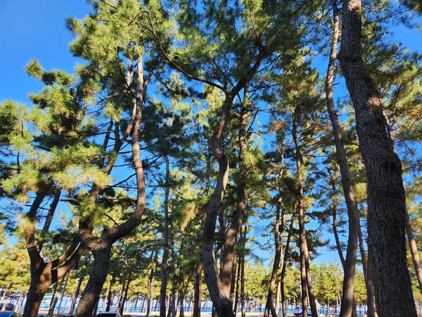 Korean nature & forest & sea aesthetic wallpaper for phone