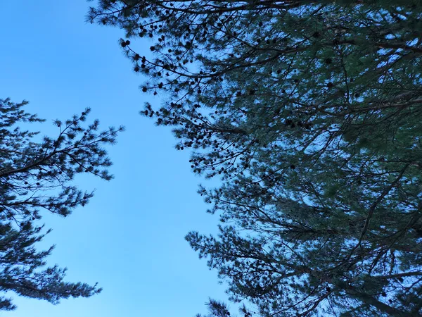 Korean nature & forest & aesthetic aesthetic wallpaper for phone