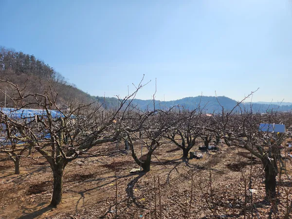 韓国の自然・森の無料壁紙