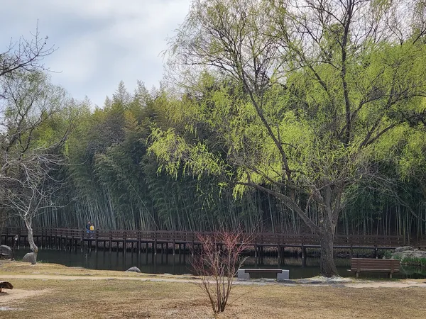 Korean nature & park & river & forest aesthetic wallpaper for phone