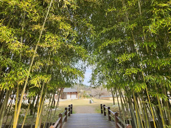 Korean nature & forest & hanok & park aesthetic wallpaper for phone