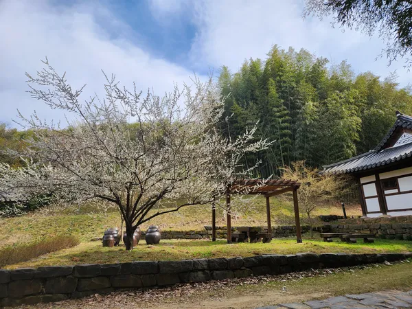 Korean nature & cherry-blossom & hanok & forest aesthetic wallpaper for phone