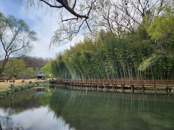 Korean nature & river & forest & aesthetic aesthetic wallpaper for phone