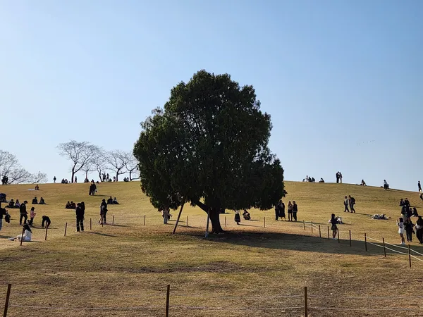 Korean nature & park & aesthetic aesthetic wallpaper for phone