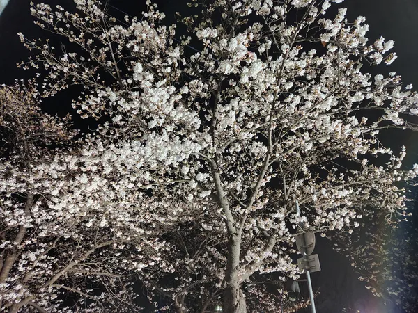 Korean cherry-blossom & seoul-nights aesthetic wallpaper for phone