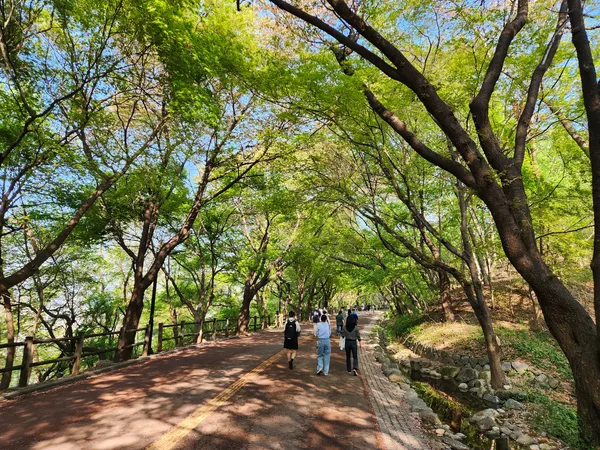 Korean park & forest & nature aesthetic wallpaper for phone