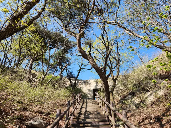Korean mountain & forest & nature aesthetic wallpaper for phone