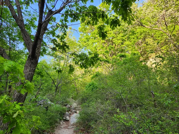 Korean mountain & forest & nature aesthetic wallpaper for phone