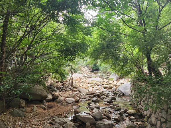 Korean forest & river & nature & mountain aesthetic wallpaper for phone