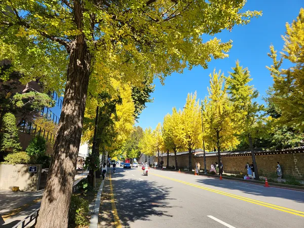 Korean street & autumn & nature & architecture aesthetic wallpaper for phone