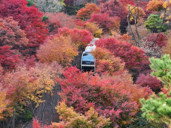 Korean nature & autumn & park aesthetic wallpaper for phone