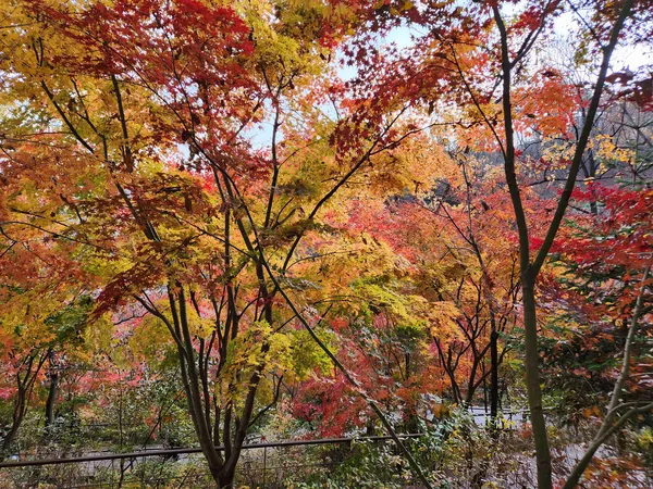 Korean nature & autumn & park aesthetic wallpaper for phone