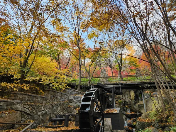 Korean nature & autumn & park aesthetic wallpaper for phone