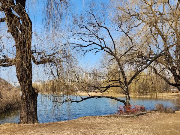 Korean park & nature & river aesthetic wallpaper for phone