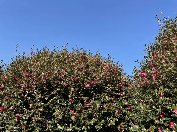 Korean flower & nature & park aesthetic wallpaper for phone