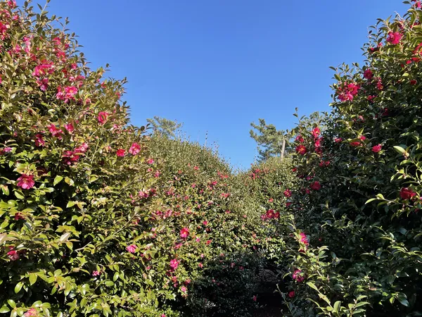 Korean flower & nature & park aesthetic wallpaper for phone