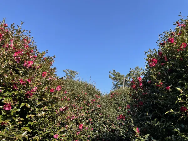 Korean flower & nature & park aesthetic wallpaper for phone