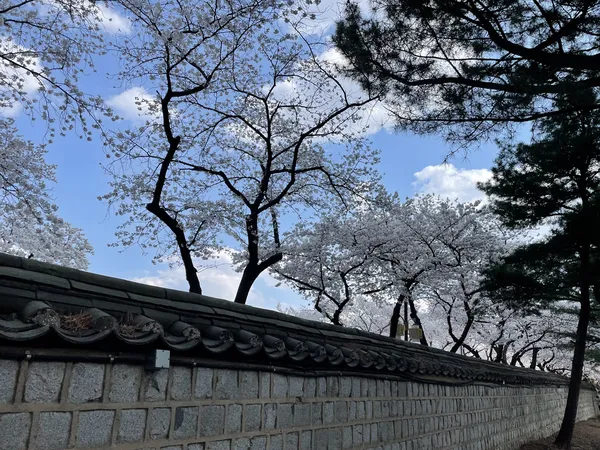 Korean cherry-blossom & flower aesthetic wallpaper for phone