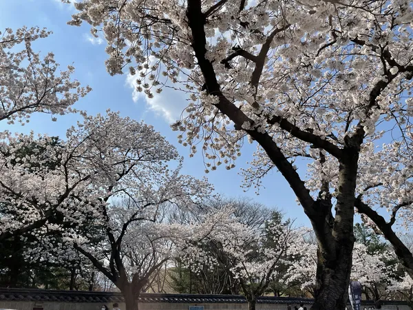 Korean cherry-blossom & flower & nature aesthetic wallpaper for phone