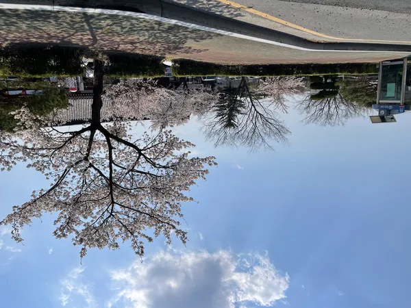 Korean aesthetic & cherry-blossom & flower & nature aesthetic wallpaper for phone