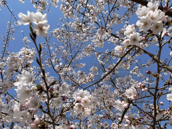 Korean cherry-blossom & flower aesthetic wallpaper for phone