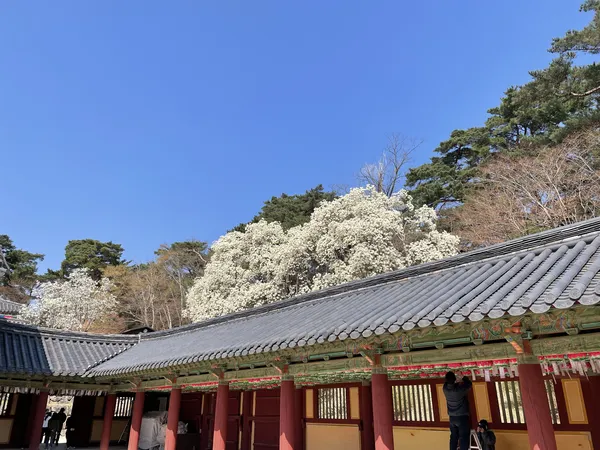 Korean cherry-blossom & flower & temple aesthetic wallpaper for phone