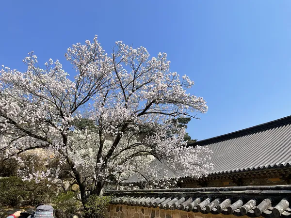 Korean cherry-blossom & flower & temple aesthetic wallpaper for phone