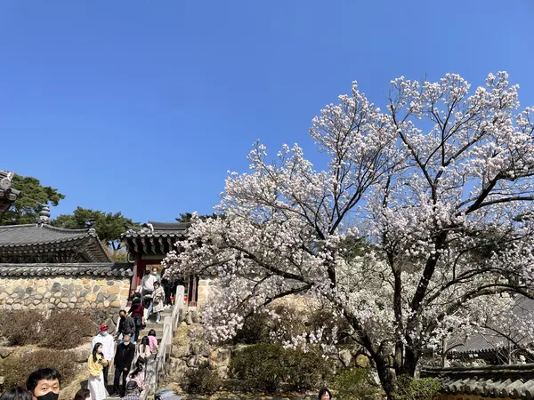 Korean cherry-blossom & flower & temple aesthetic wallpaper for phone