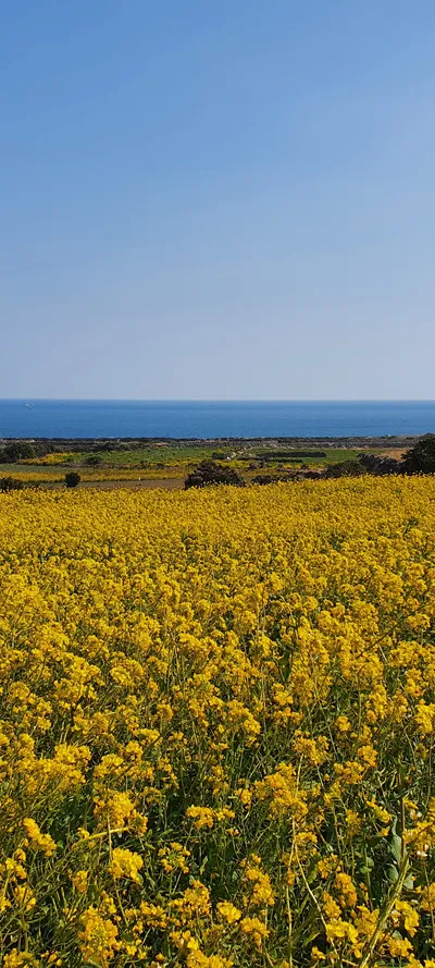 韓国の花・海・海岸の無料壁紙