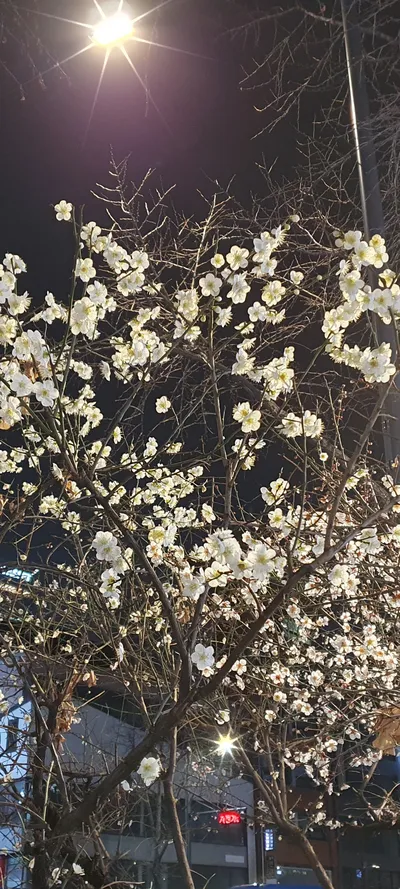 Korean cherry-blossom & street & flower aesthetic wallpaper for phone