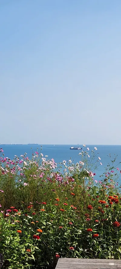 Korean sea & flower & nature aesthetic wallpaper for phone