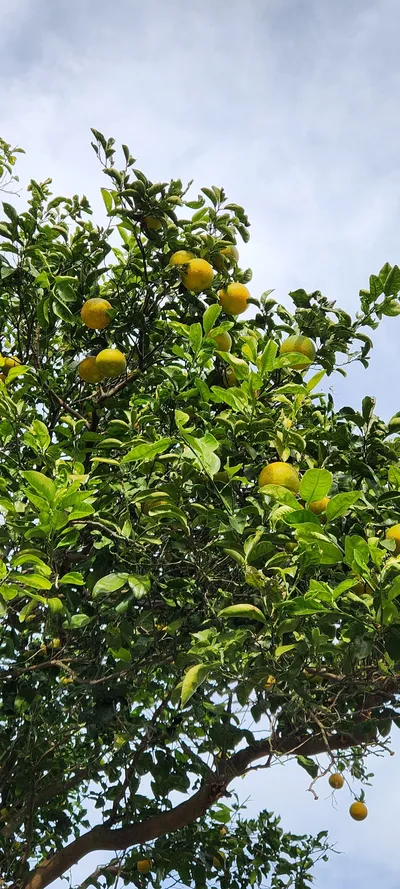 Korean nature & forest aesthetic wallpaper for phone