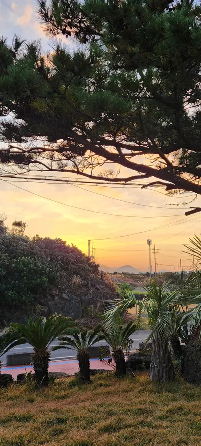 Korean nature & sunset & forest aesthetic wallpaper for phone