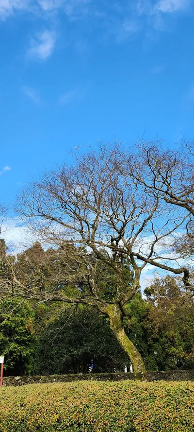 Korean nature & park & forest aesthetic wallpaper for phone