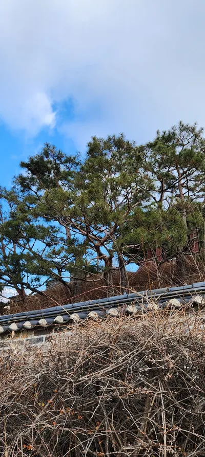 Korean nature & hanok & forest aesthetic wallpaper for phone