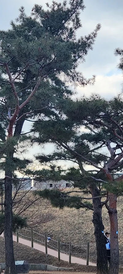 Korean nature & forest & park aesthetic wallpaper for phone