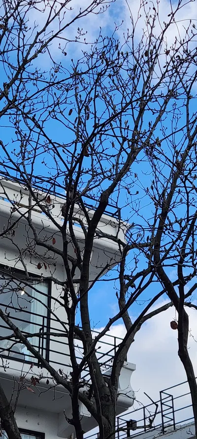 Korean street & nature & architecture aesthetic wallpaper for phone