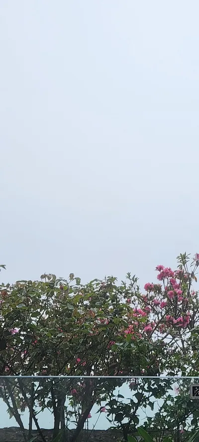 Flowers & Nature travel wallpaper